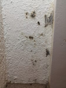 Schimmelsporen belasten die Innenluft