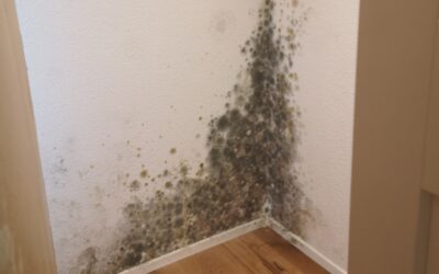 Schimmelbeseitigung vs. Schimmelsanierung – Unterschiede