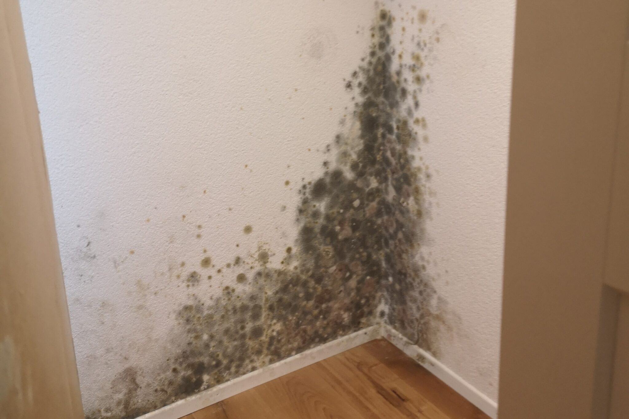 Schimmelbeseitigung Schimmelsanierung – Unterschiede