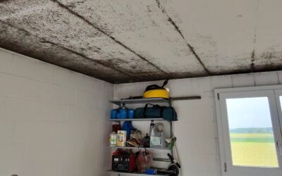 Schimmel in der Garage – professionelle Lösungen